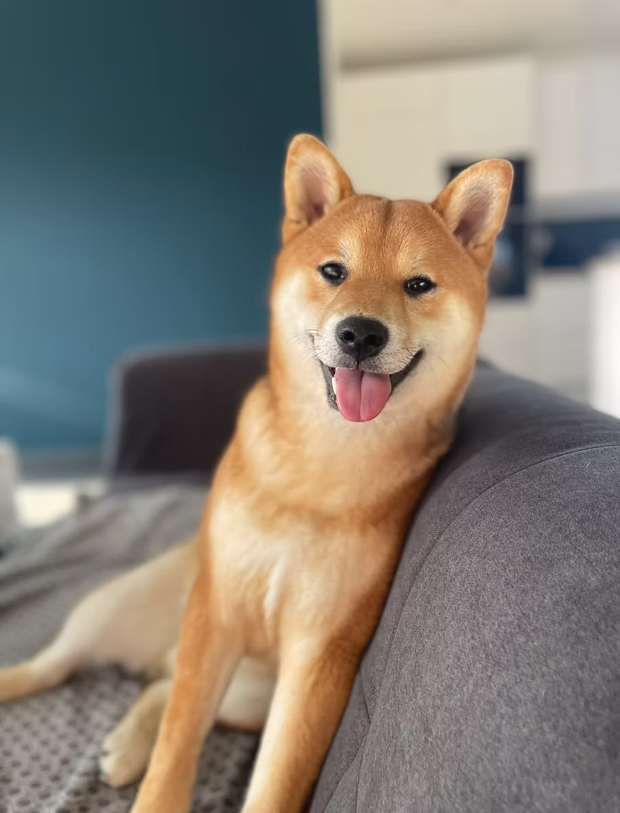 Shiba Inu de l’Élevage Akai Inu en Bretagne