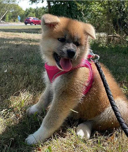 Chiot Akita Inu de l’Élevage Akai Inu en promenade