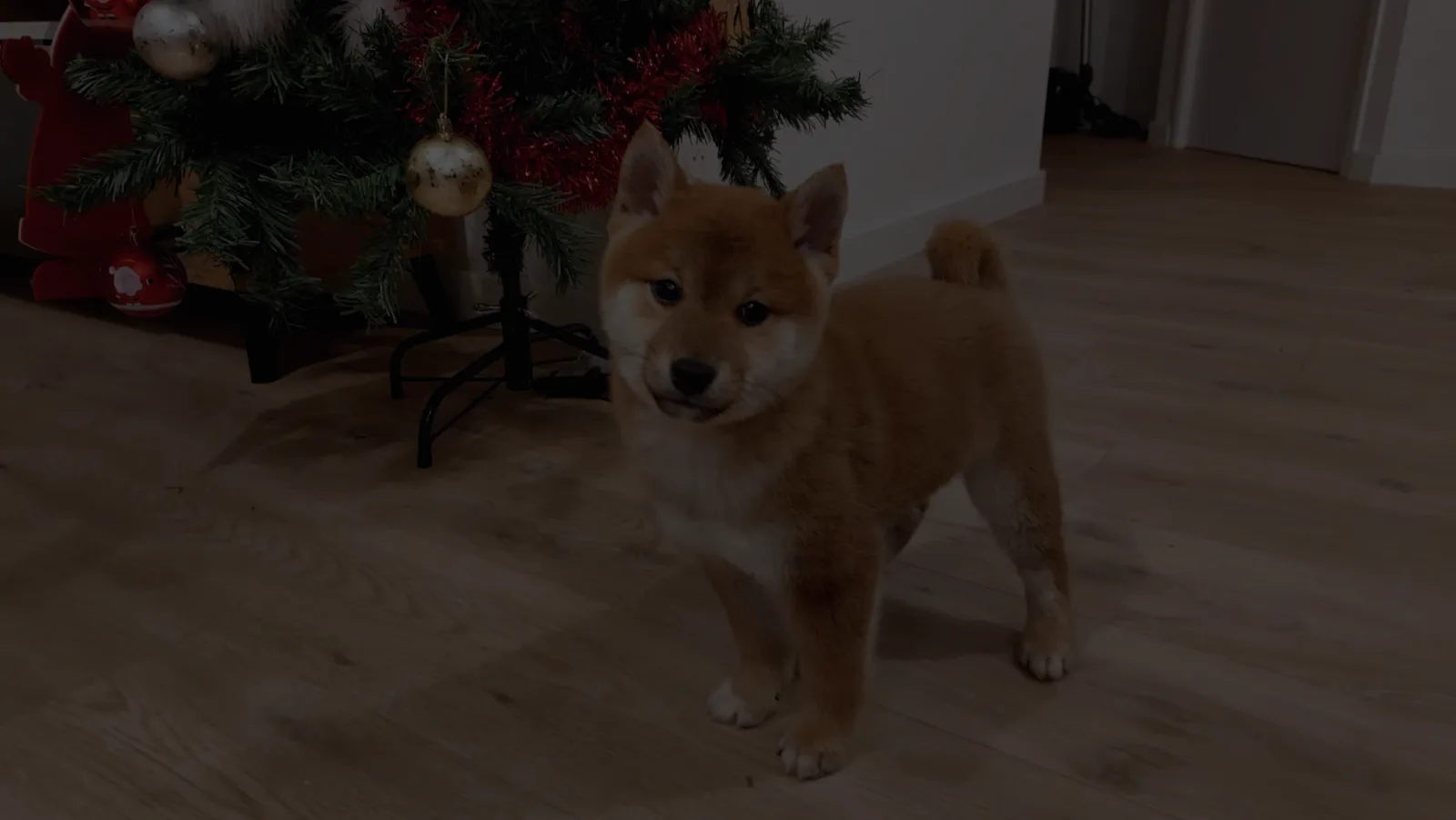 Chiots Shiba Inu de l’élevage Akai Inu