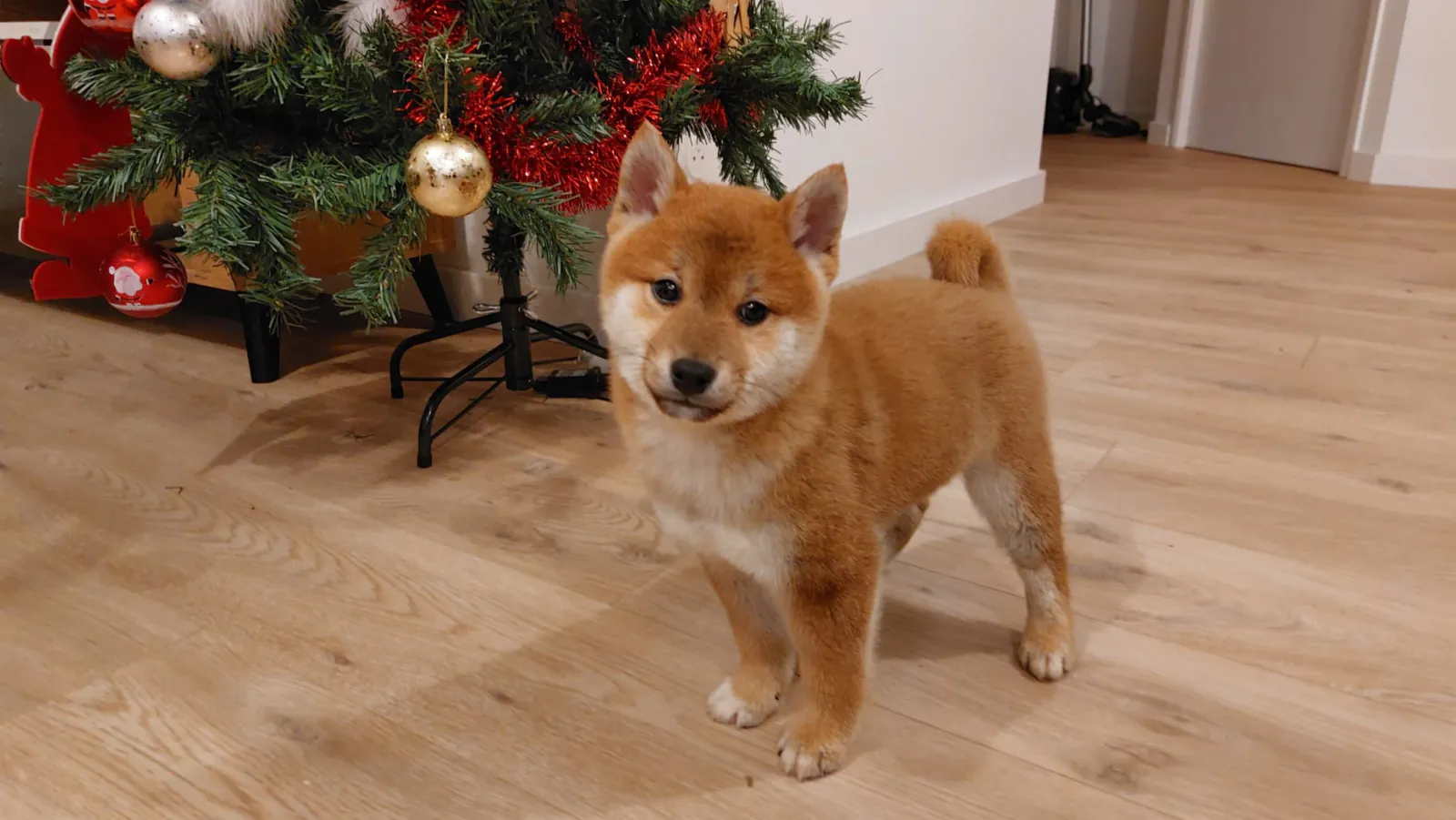 Chiots Shiba Inu disponibles en Bretagne