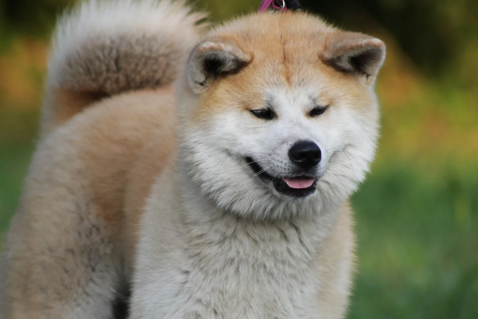 Shiba Inu de l’Élevage Akai Inu en Bretagne