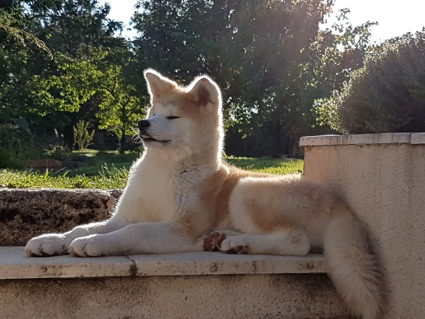Jeune Akita Inu de l’Élevage Akai Inu dans le jardin