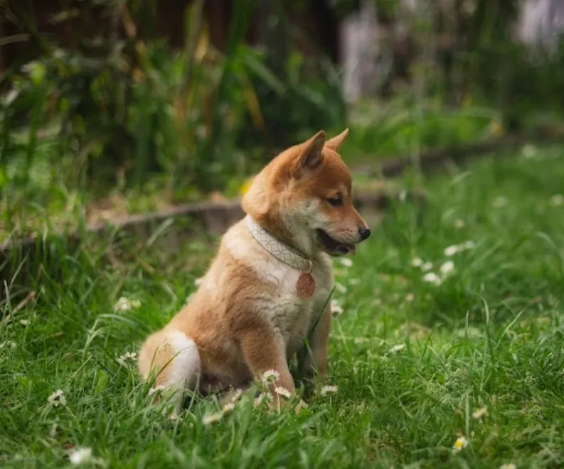 Jeune Shiba Inu de l’Élevage Akai Inu dans l’herbe