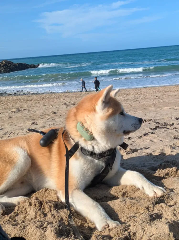 Akita Inu adulte sur une plage en Bretagne