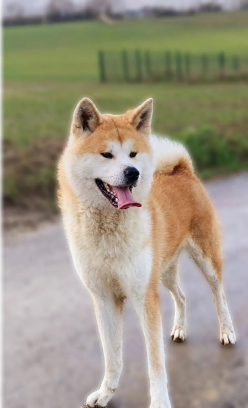 Akita Inu roux et blanc de l’Élevage Akai Inu en Bretagne