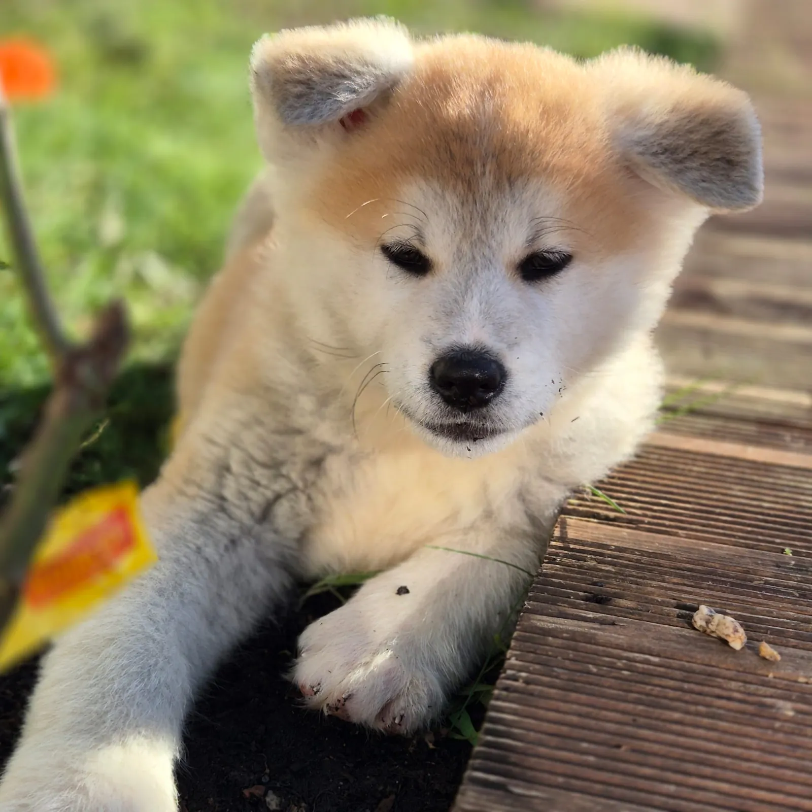 Chiot Akita Inu de l’Élevage Akai Inu en Bretagne