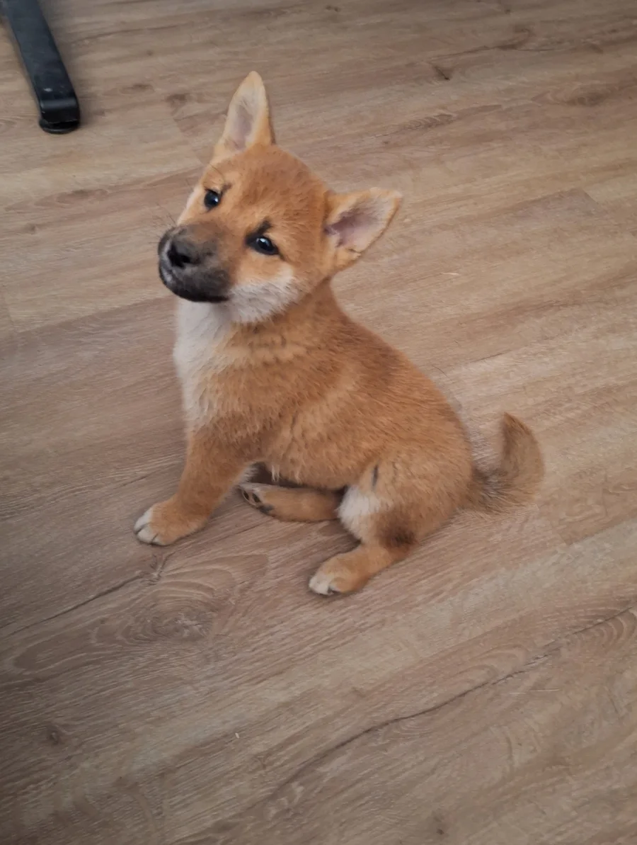 Chiot Shiba Inu roux assis sur un parquet, la tête levée