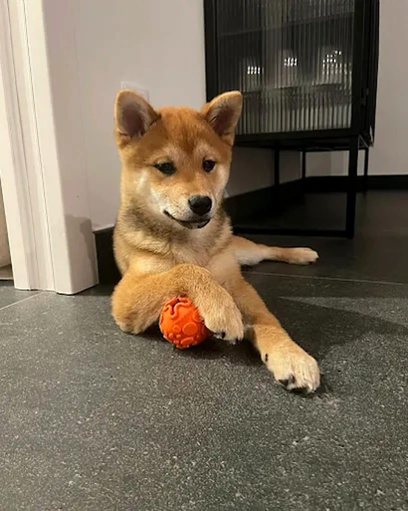 Chiot Shiba Inu allongé sur un sol gris, une balle orange entre les pattes