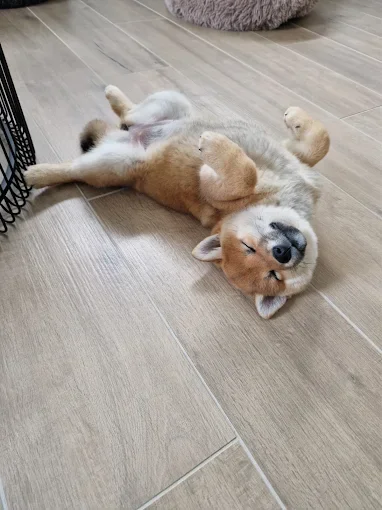 Chiot Shiba Inu endormi sur le dos, les pattes en l’air