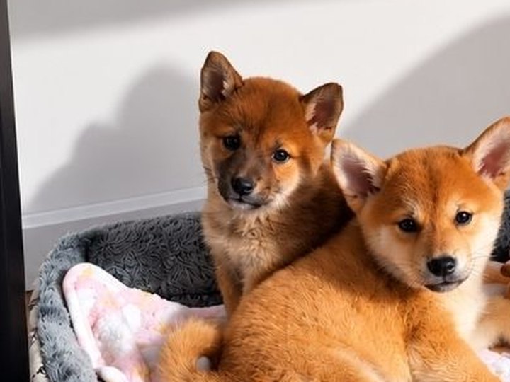 Deuxième chiot Shiba Inu femelle, née le 5 août 2026