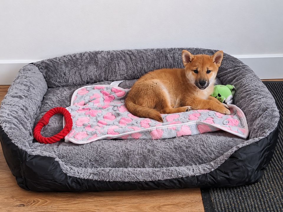 Chiot Shiba Inu femelle née le 28 juillet 2026, allongée dans un panier gris