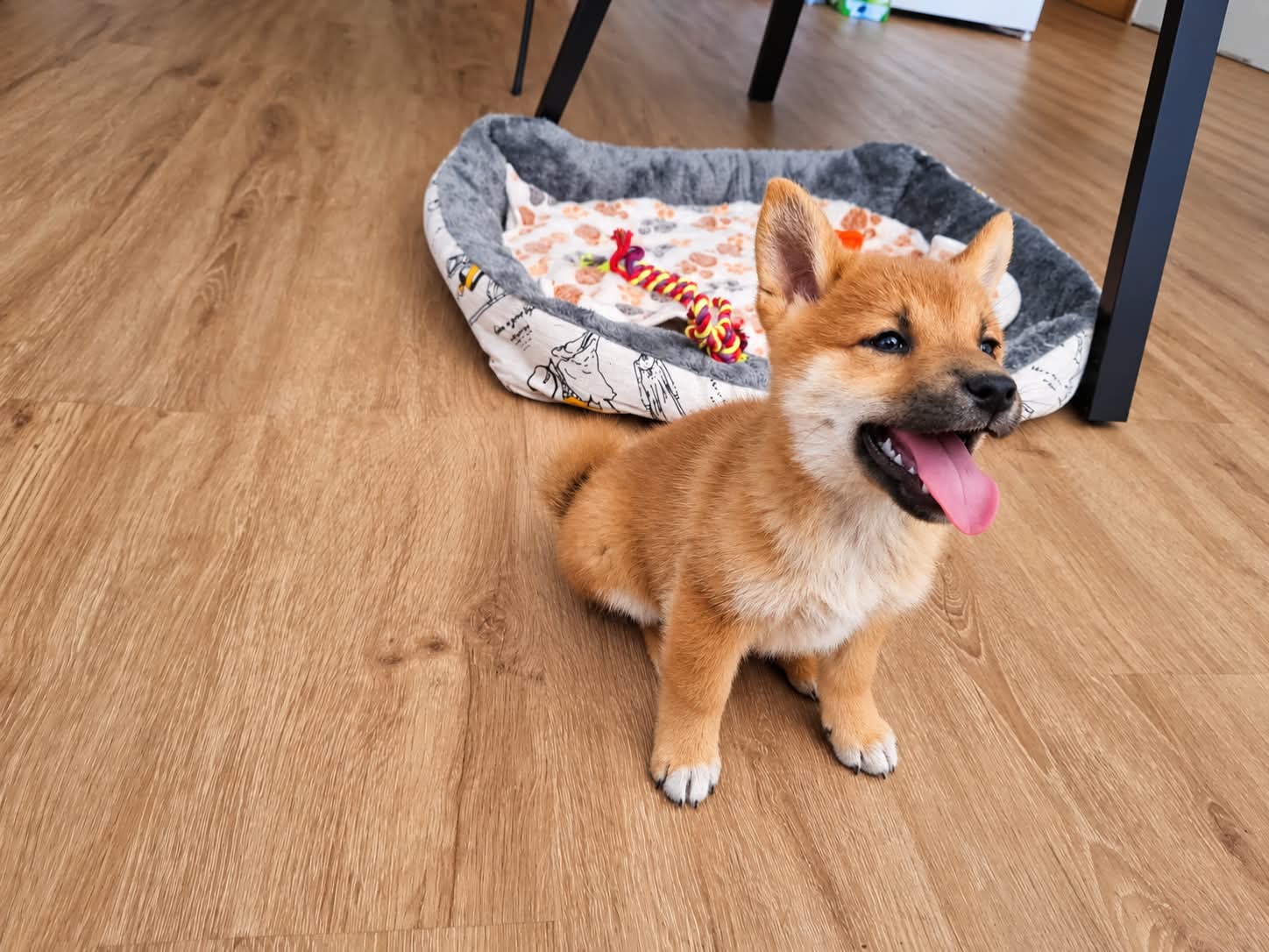 Chiot Shiba Inu femelle rousse, née le 23 juillet 2026