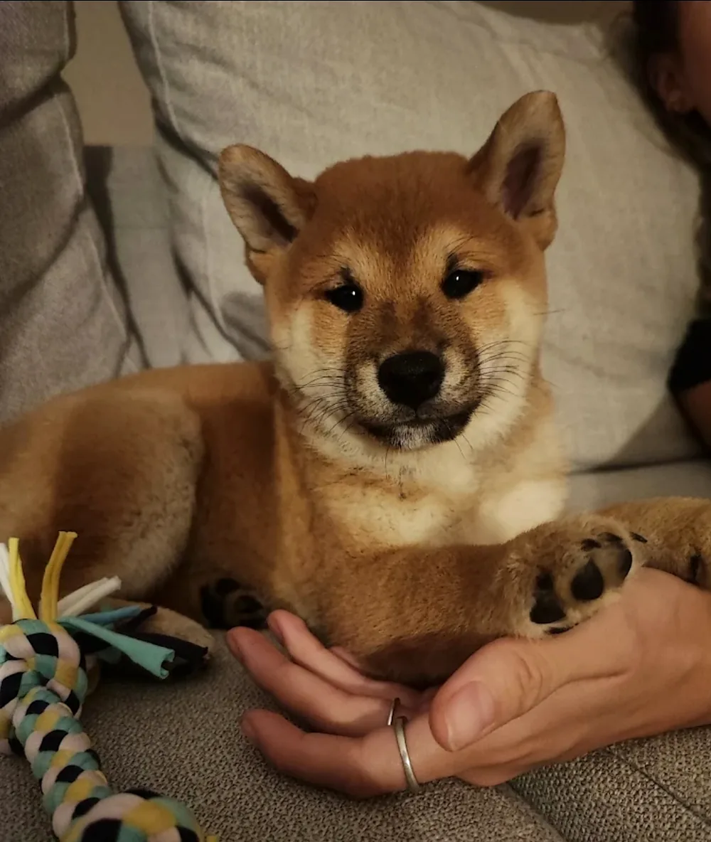 Chiot Shiba Inu allongé sur un canapé, la patte posée dans une main, à côté d’un jouet en corde