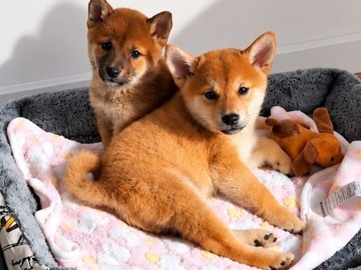 Deuxième chiot Shiba Inu mâle, né le 28 juillet 2026