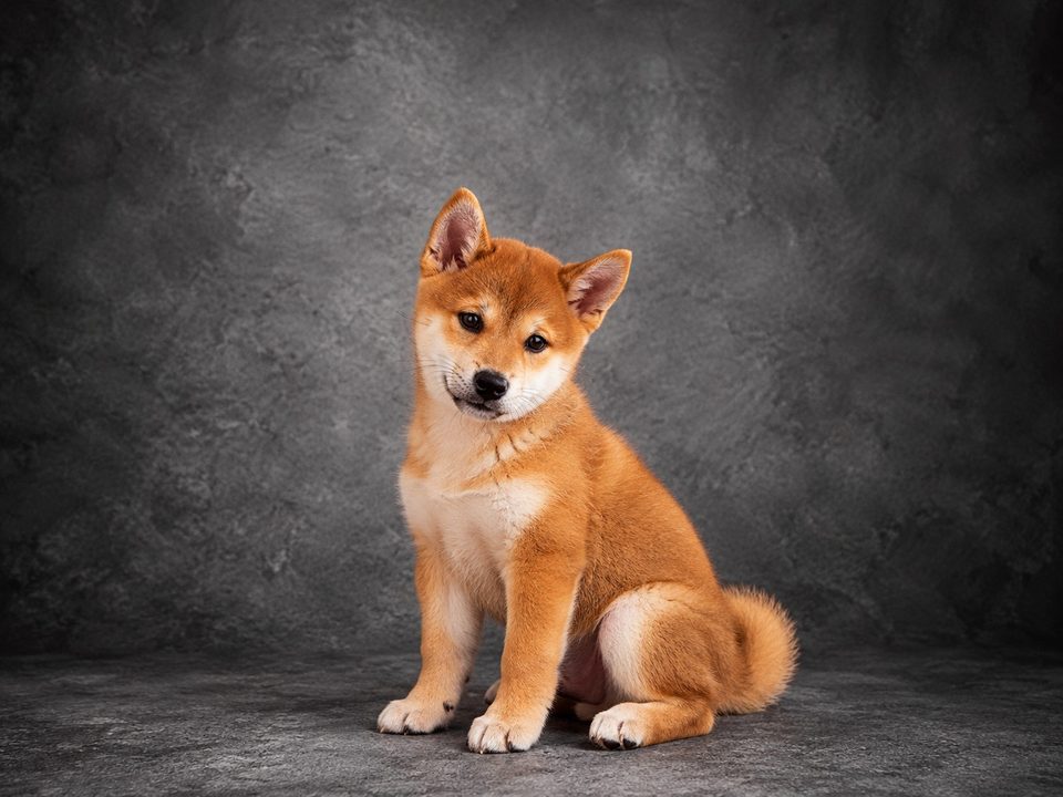 Chiot Shiba Inu mâle roux né le 23 juillet 2026, assis sur un fond gris