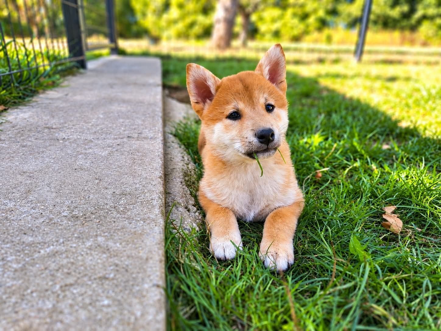 Chiot Shiba Inu mâle roux, né le 23 juillet 2026