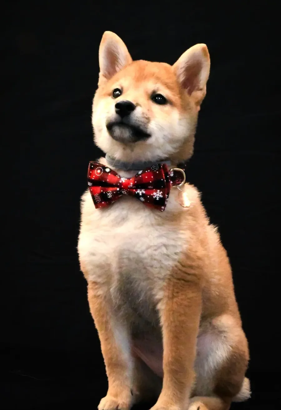 Chiot Shiba Inu roux assis sur fond noir, avec un nœud papillon rouge à motifs