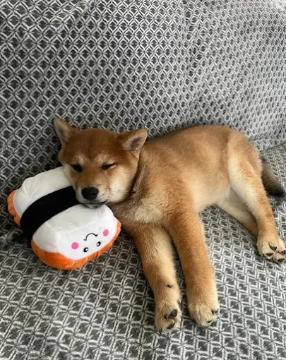 Chiot Shiba Inu endormi sur un canapé, la tête posée sur une peluche sushi