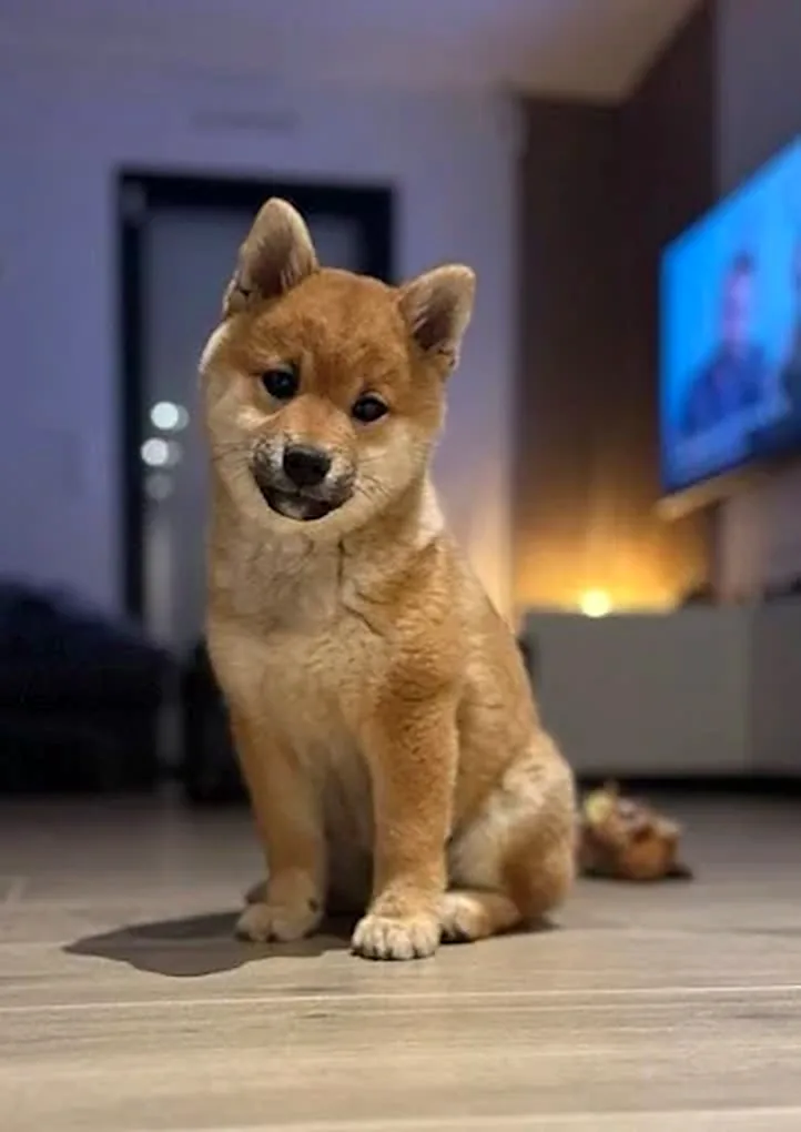 Chiot Shiba Inu assis sur un parquet dans un salon, une télévision allumée derrière lui
