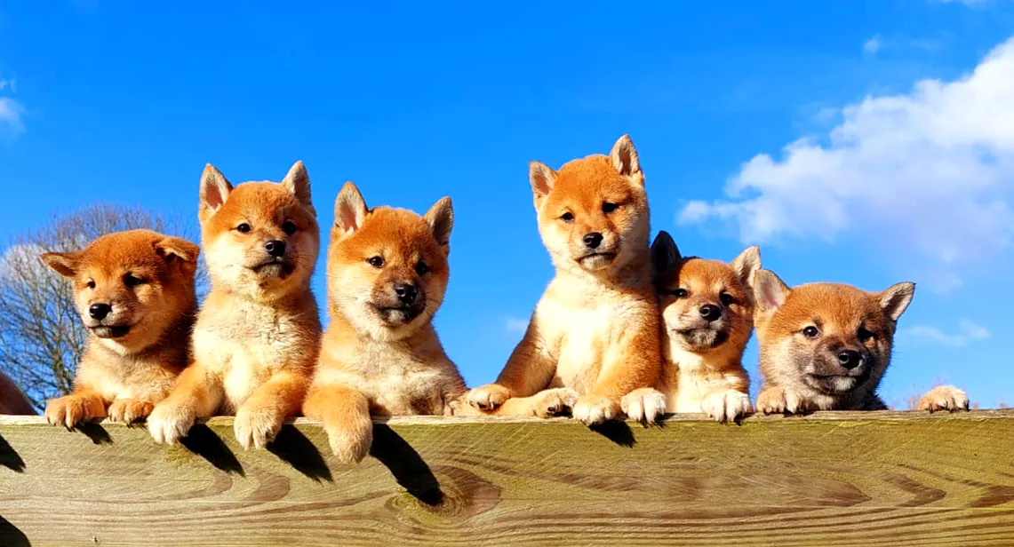 Six chiots Shiba Inu roux alignés, les pattes posées sur une barrière en bois, sous un ciel bleu