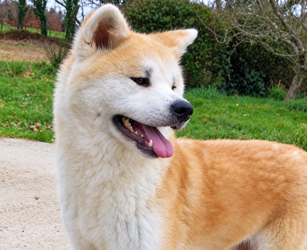 Rikina, Akita Inu femelle