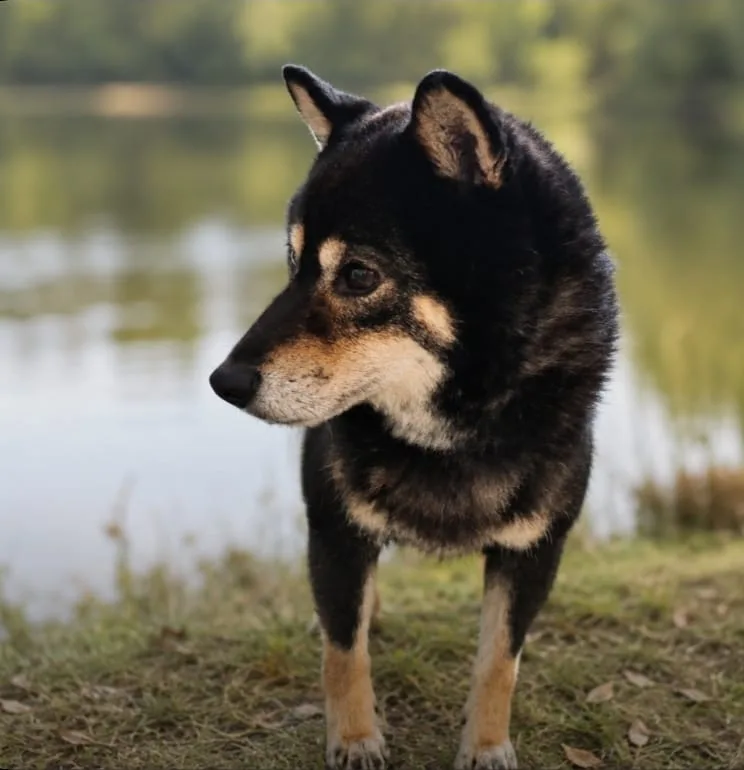 R’tilla de Treheu, Shiba Inu femelle noir et feu