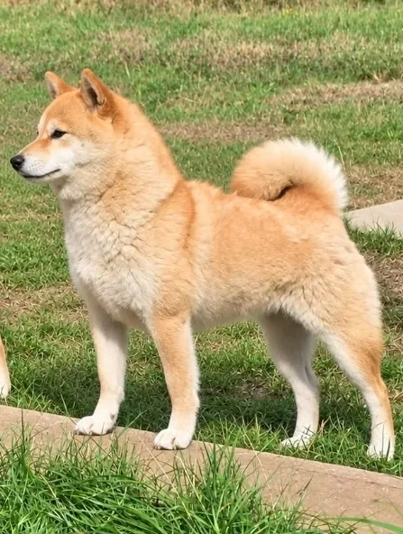 Soushy de Treheu, Shiba Inu femelle fauve, debout de profil