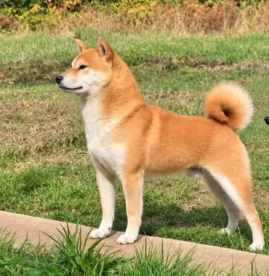 Umka Akai Inu, Shiba Inu mâle fauve, debout de profil